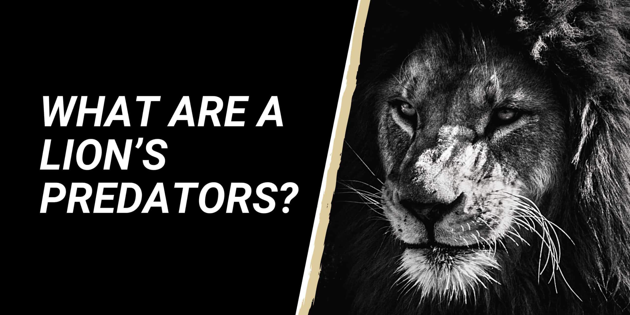 What are a Lion’s Predators?