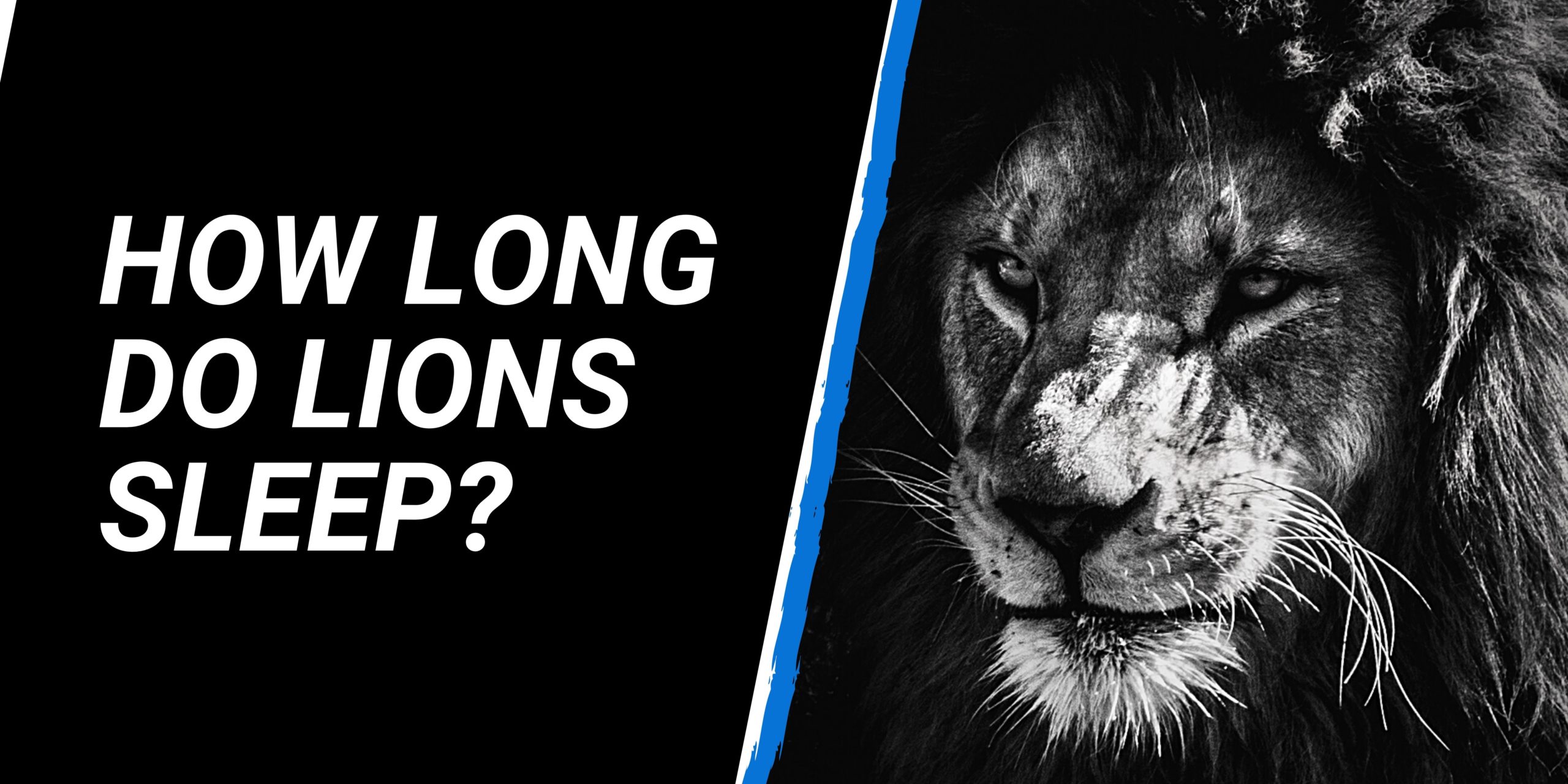 How long do lions sleep?