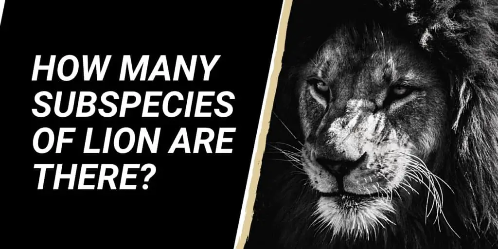 How many subspecies of Lion are there?