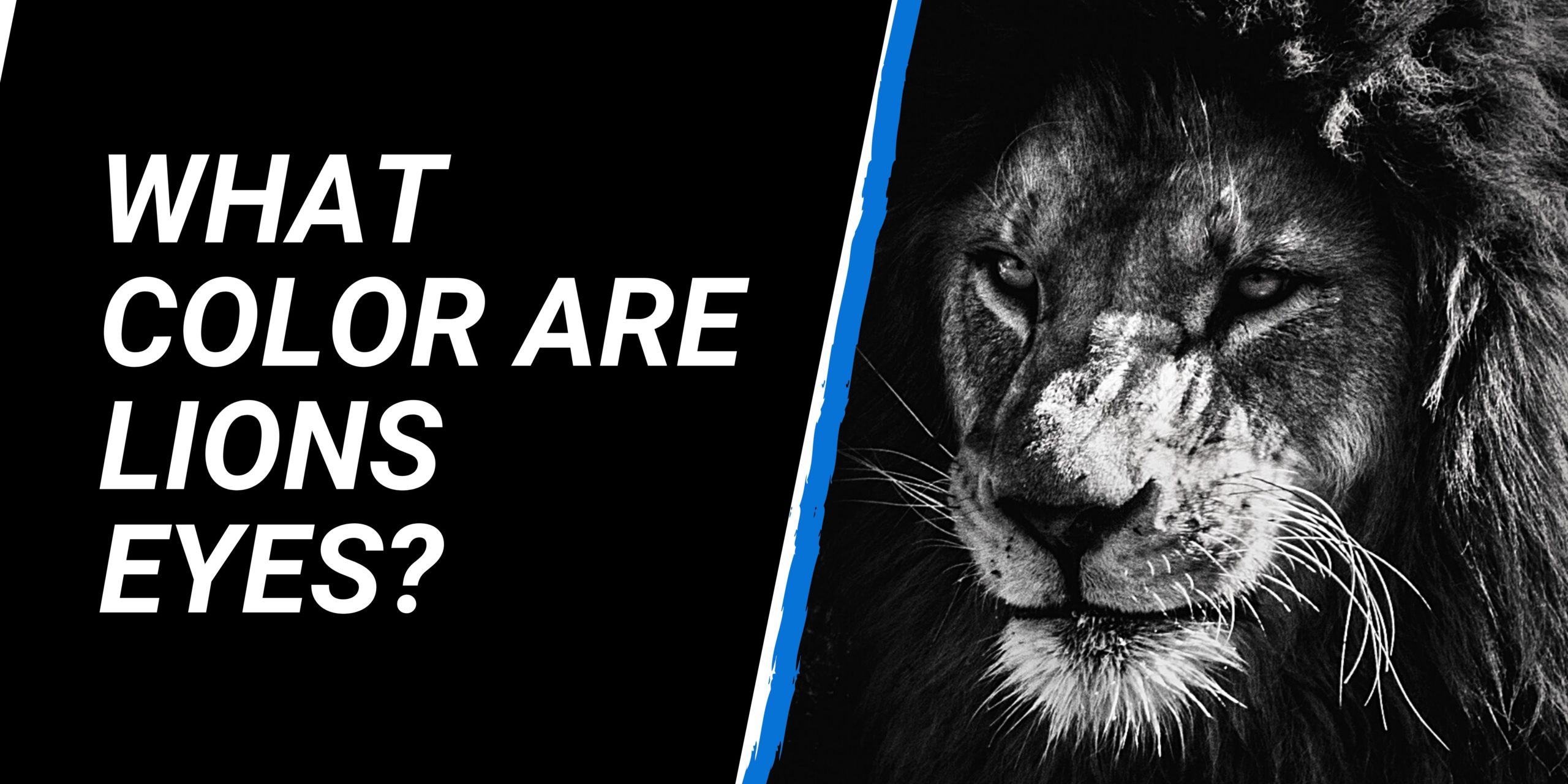 What colour are Lions eyes?