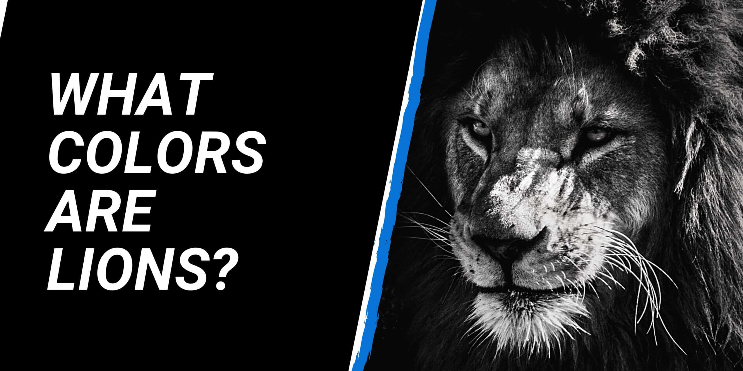 What colors are Lions?