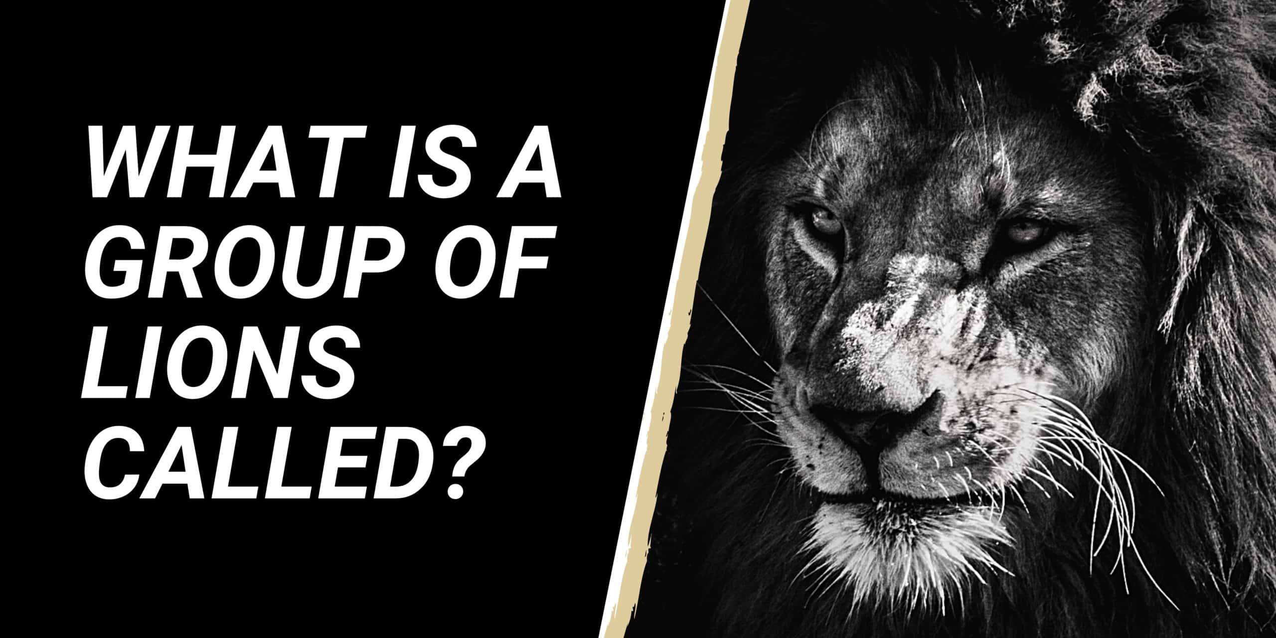 What Is a Group of Lions Called?