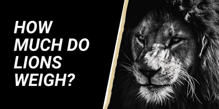 How Much Do Lions Weigh? - NatureFAQ