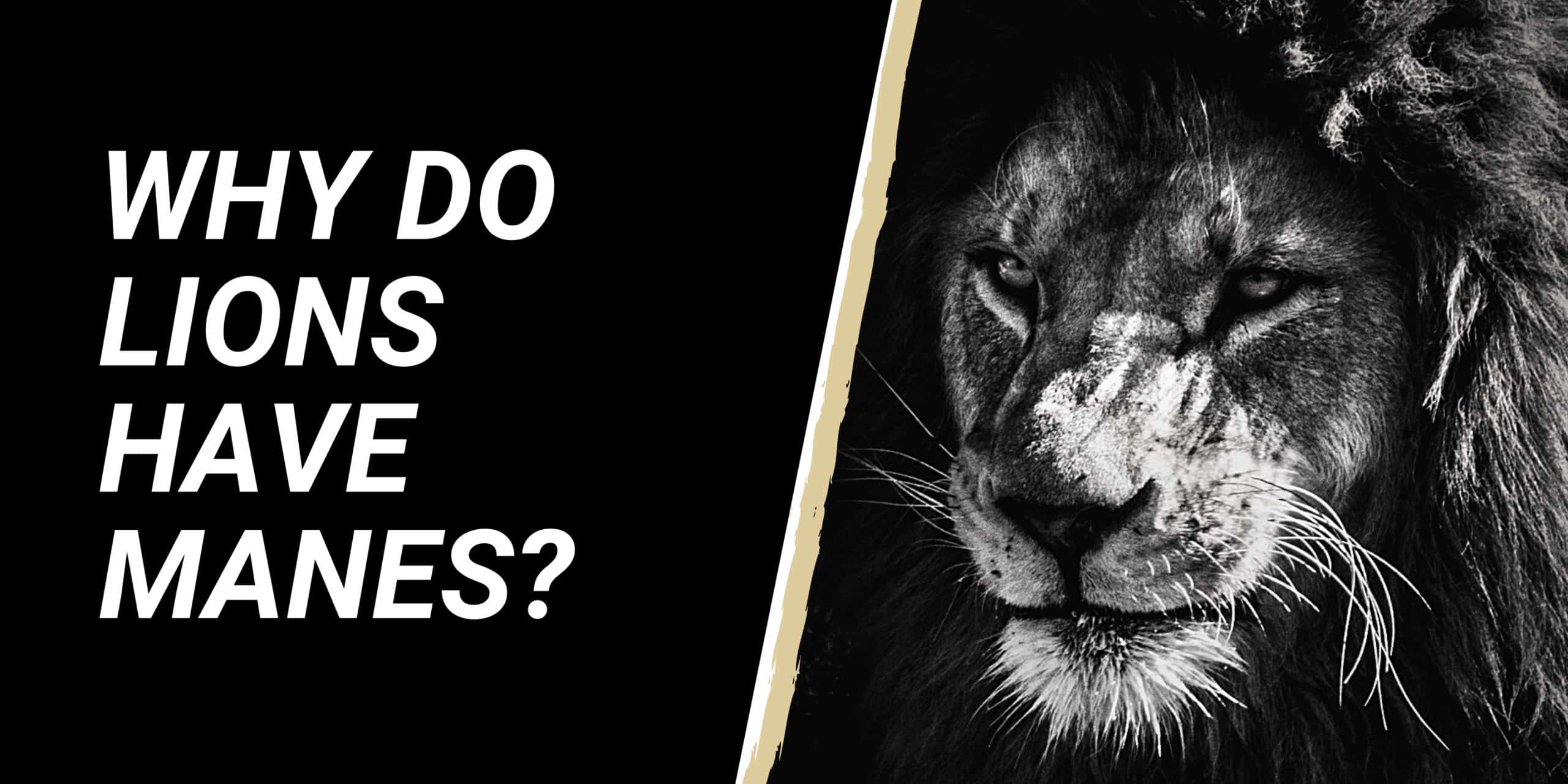 Why Do Lions Have Manes?