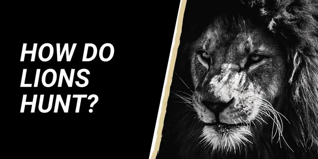 How do lions hunt?