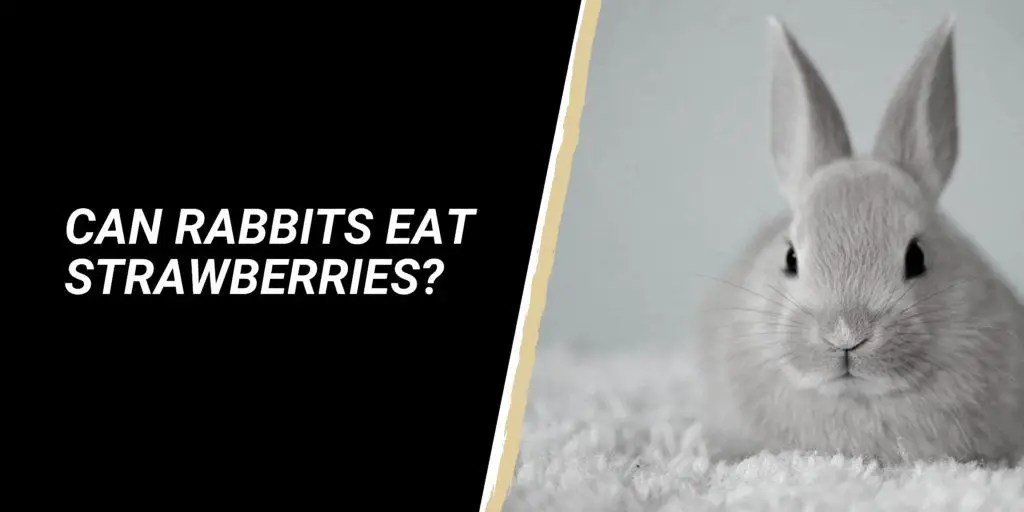 Can rabbits eat Strawberries?