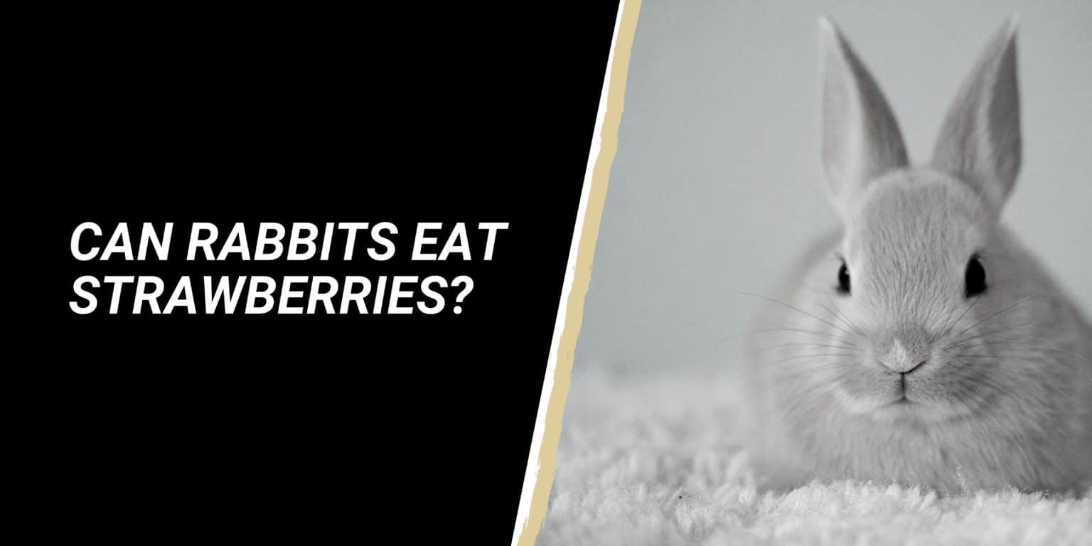 Can rabbits eat Strawberries? NatureFAQ