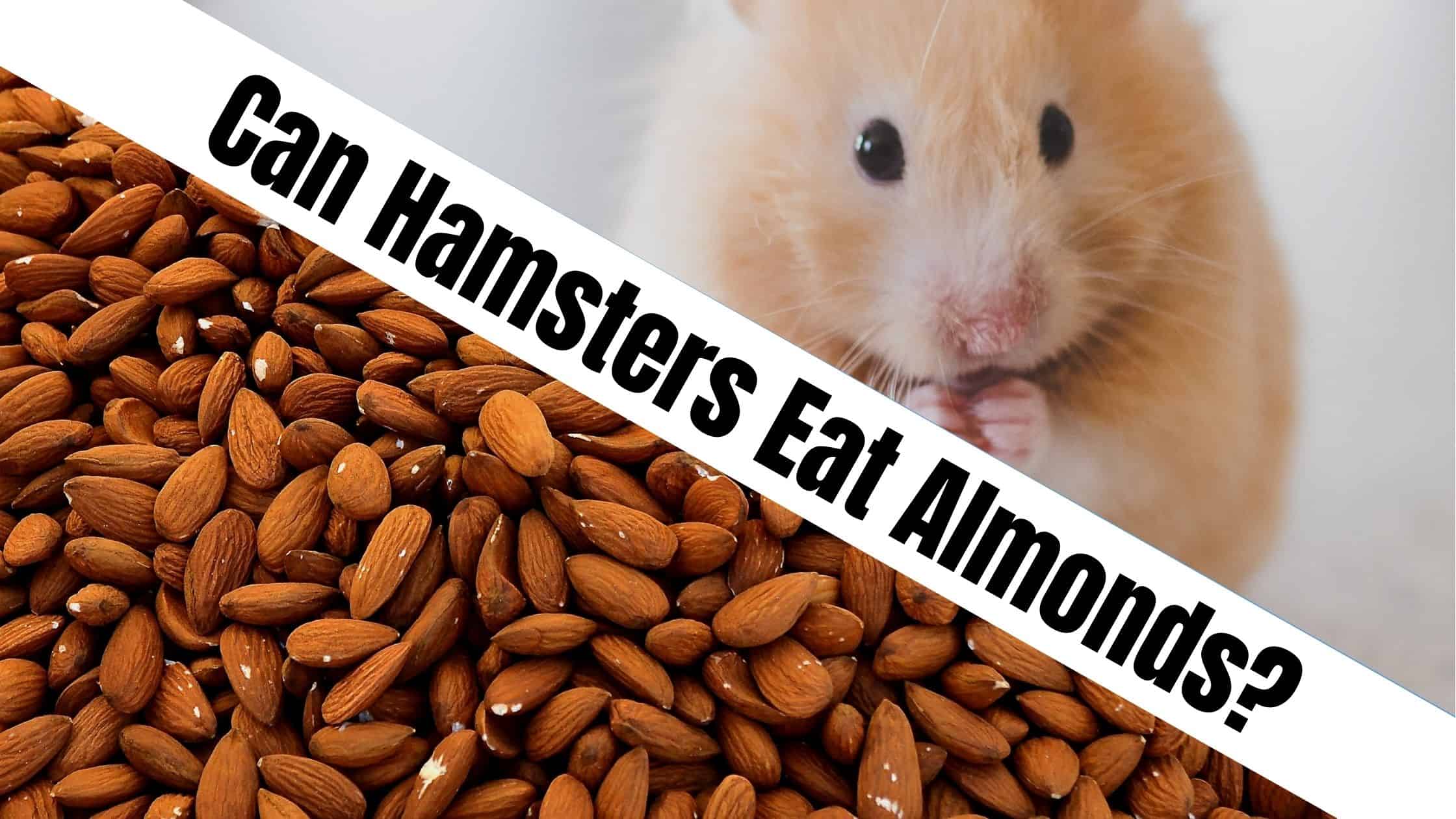 Can Hamsters Eat Almonds Naturefaq