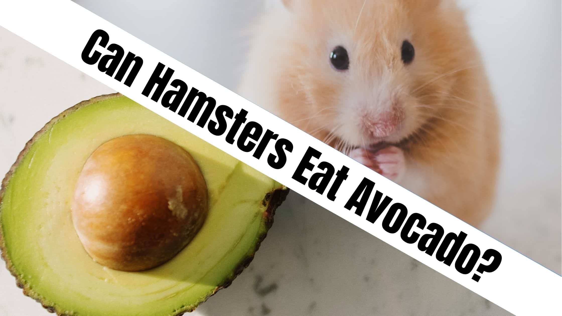 Can Hamsters eat Avocado?