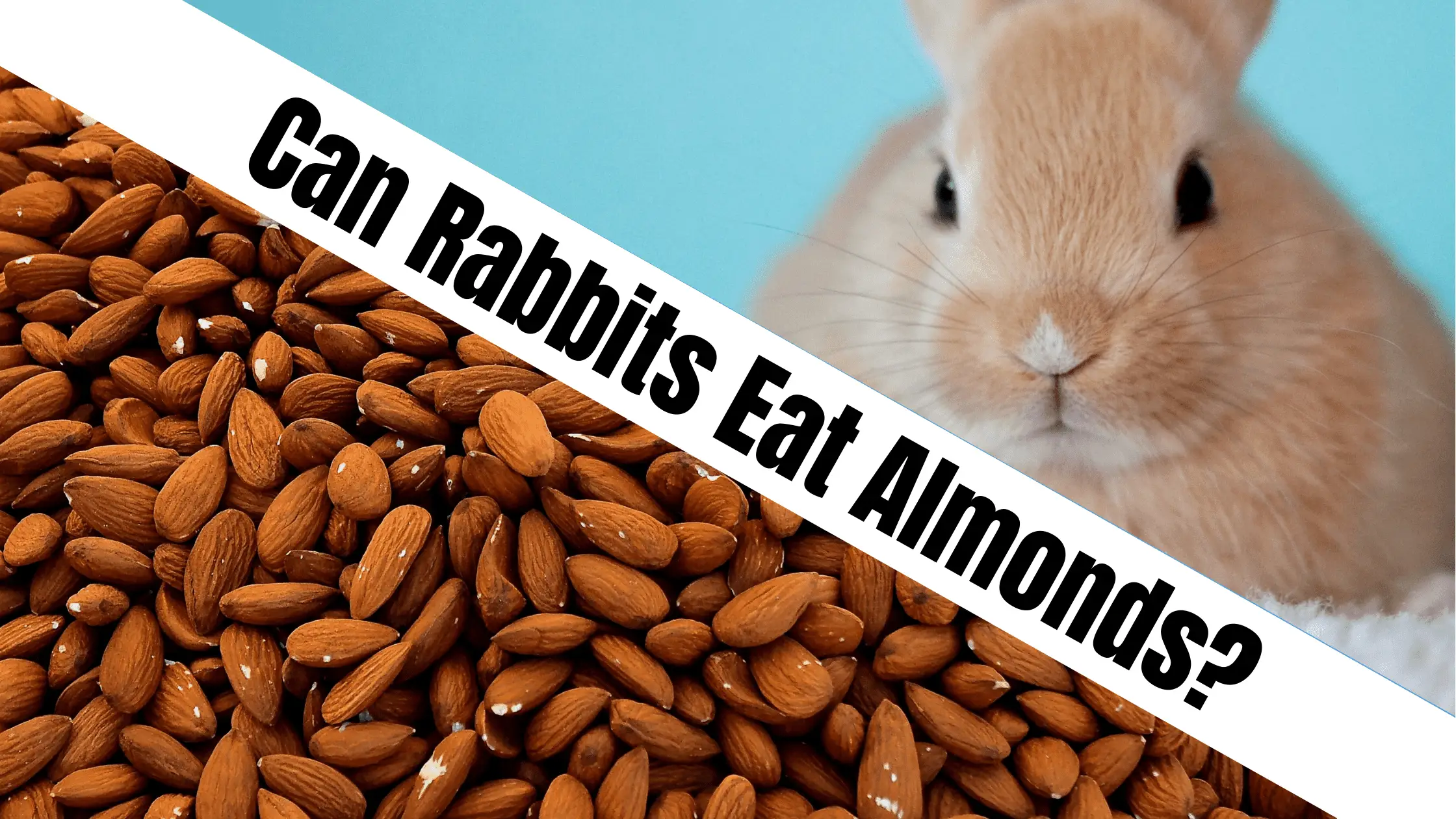 Can Rabbits Eat Almonds?
