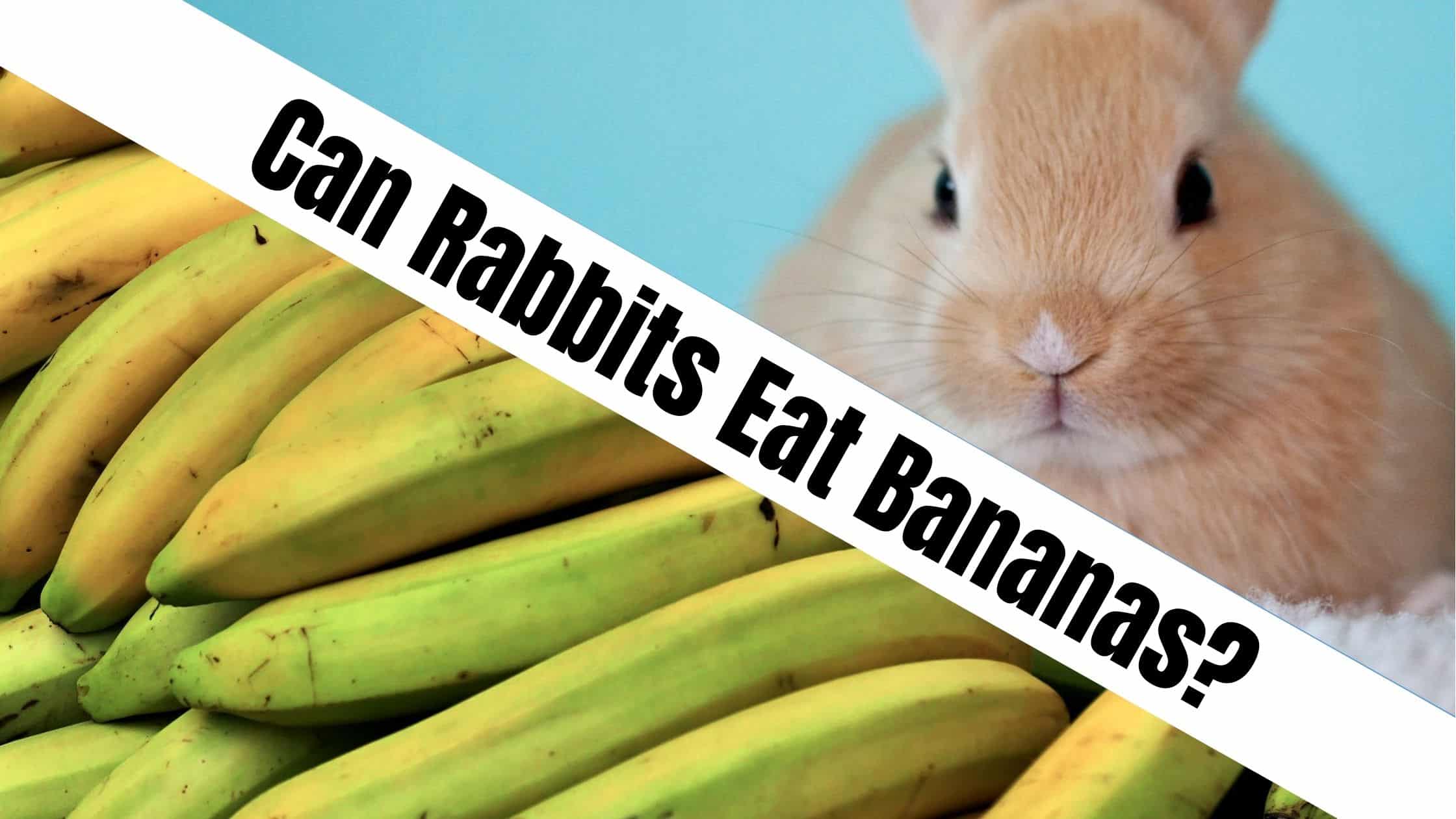 Can Rabbits Eat Bananas?