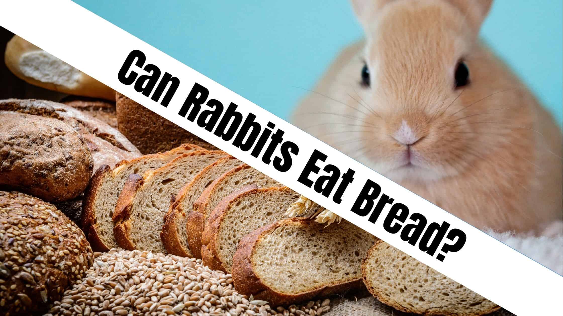Can Rabbits Eat Bread?