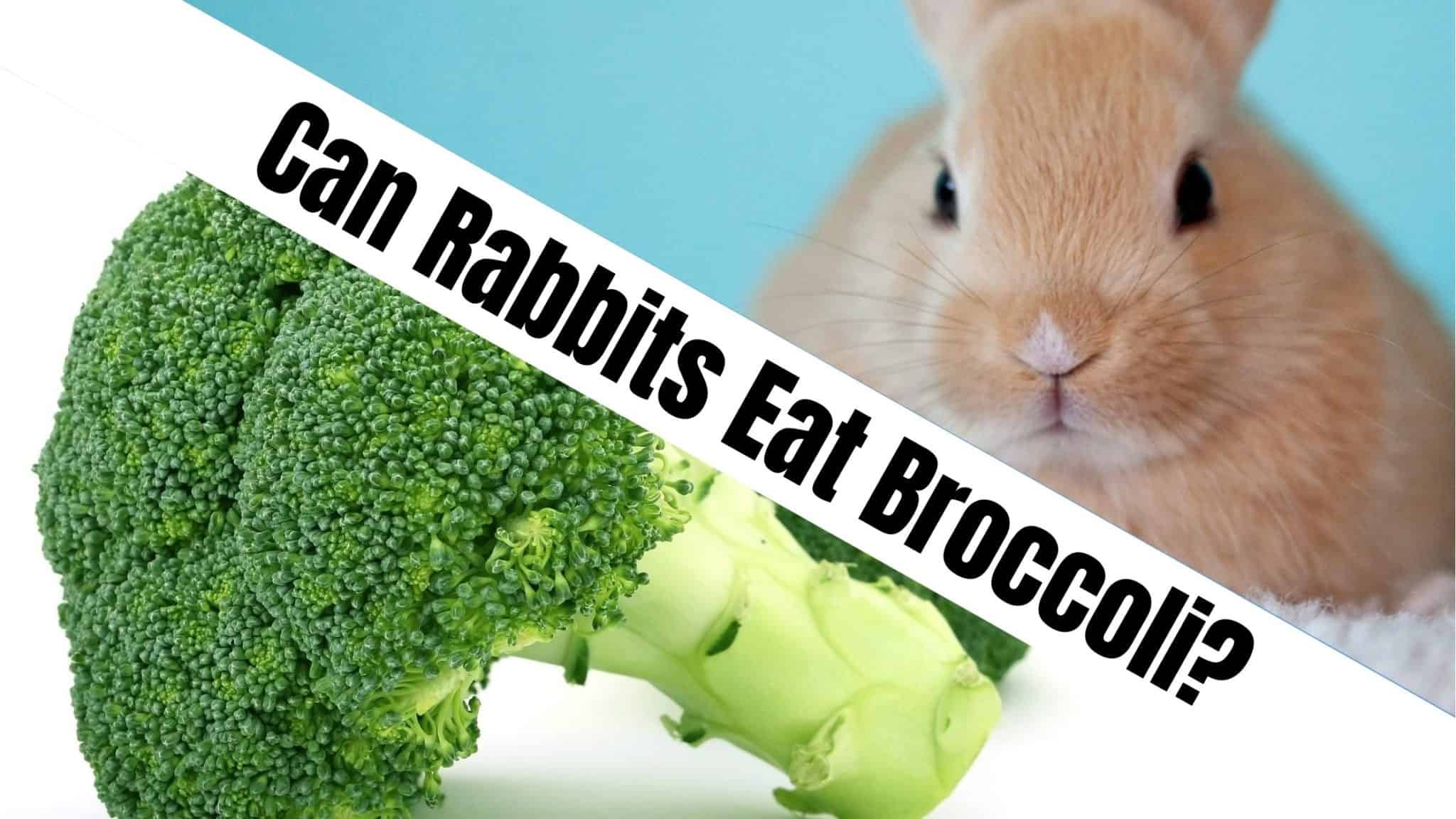 Can Rabbits Eat Broccoli? - NatureFAQ