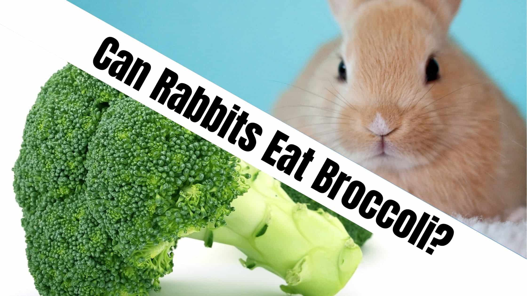 Can Rabbits Eat Broccoli?