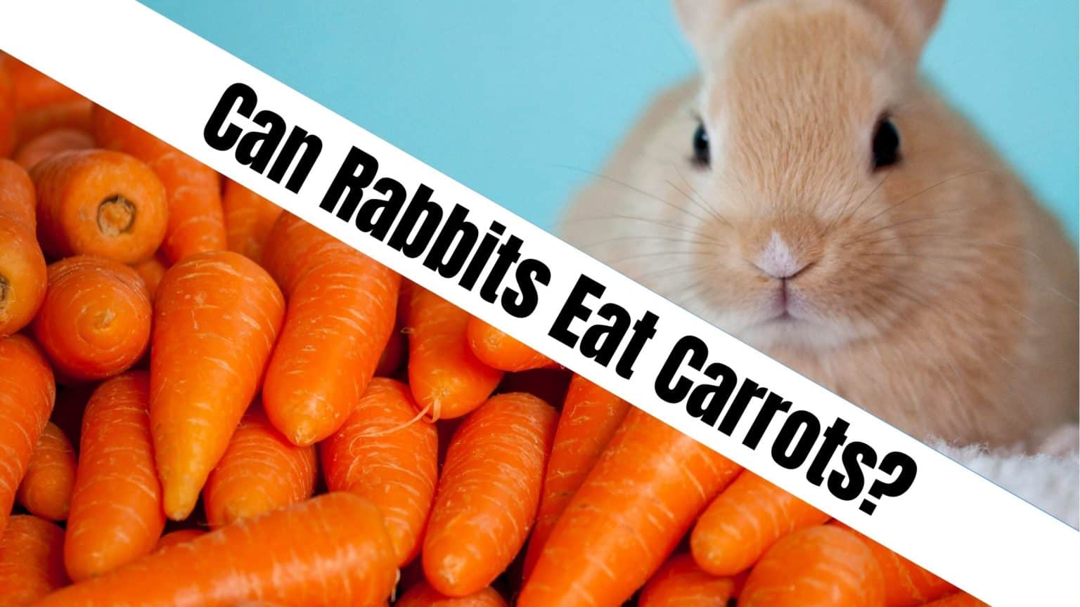 Can Rabbits Eat Carrots? - NatureFAQ