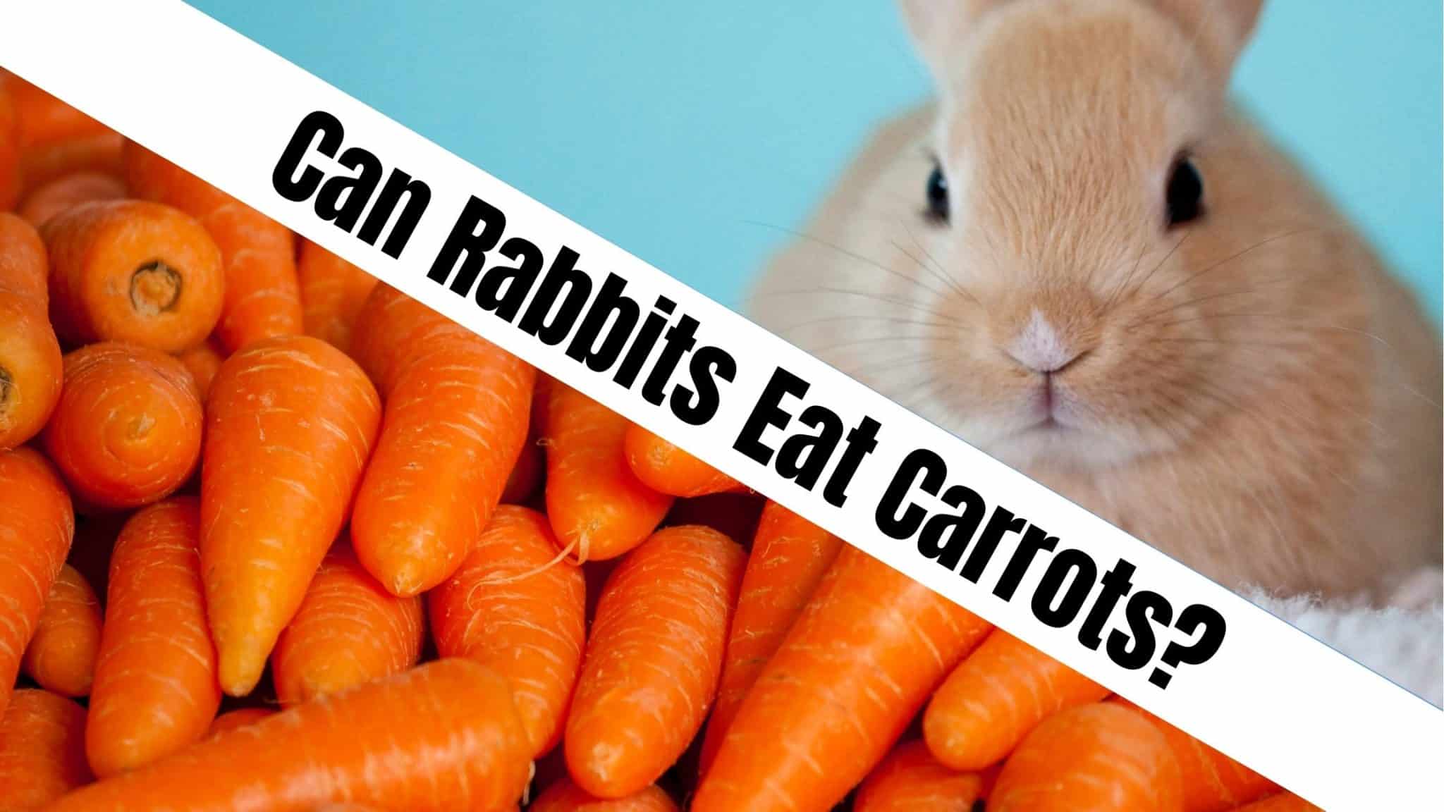 can-rabbits-eat-carrots-naturefaq