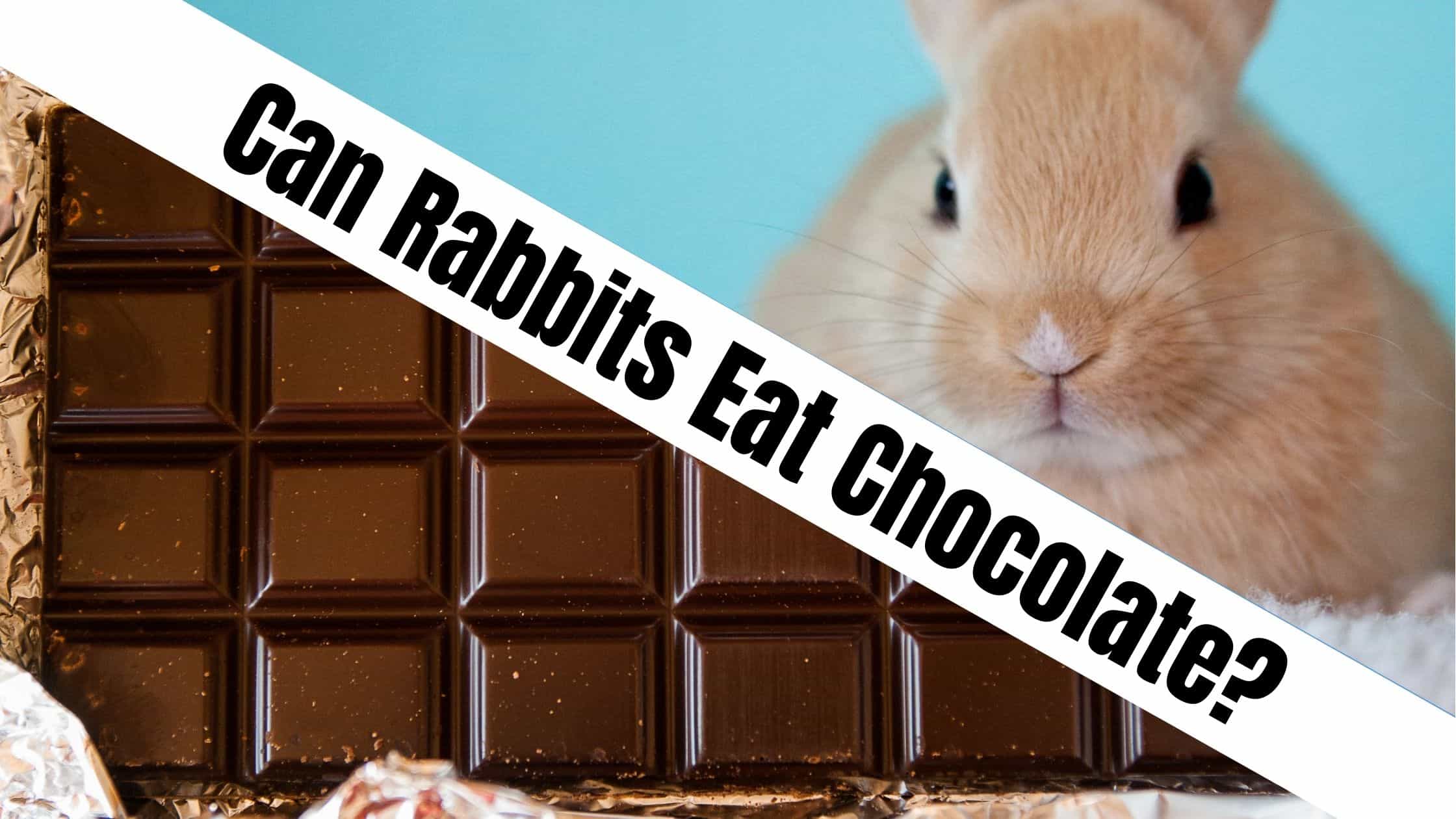 Can Rabbits Eat Chocolate?