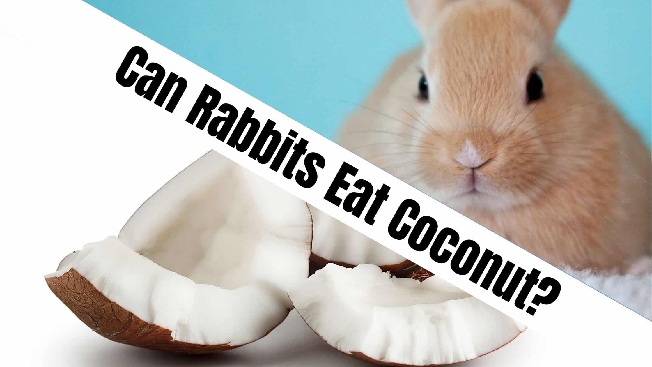 Can Rabbits Eat Coconut?