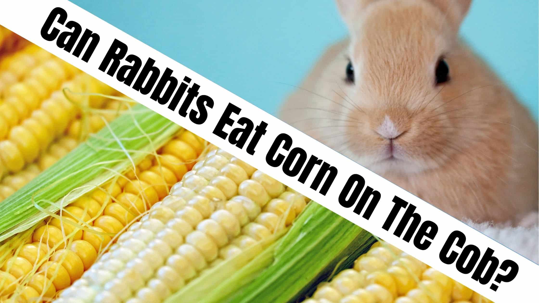 Can Rabbits Eat Corn on the Cob?