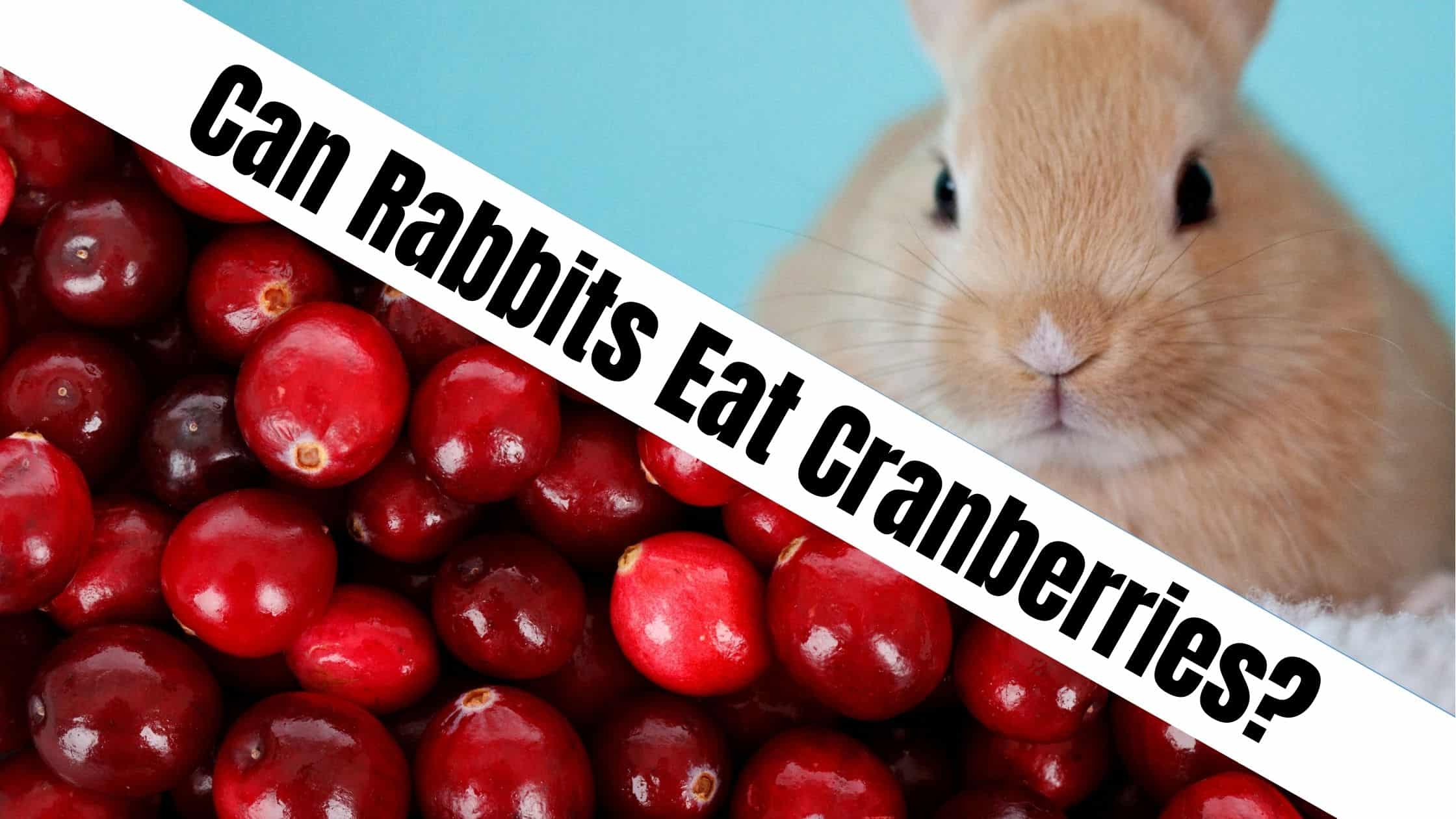 Can Rabbits Eat Cranberries?
