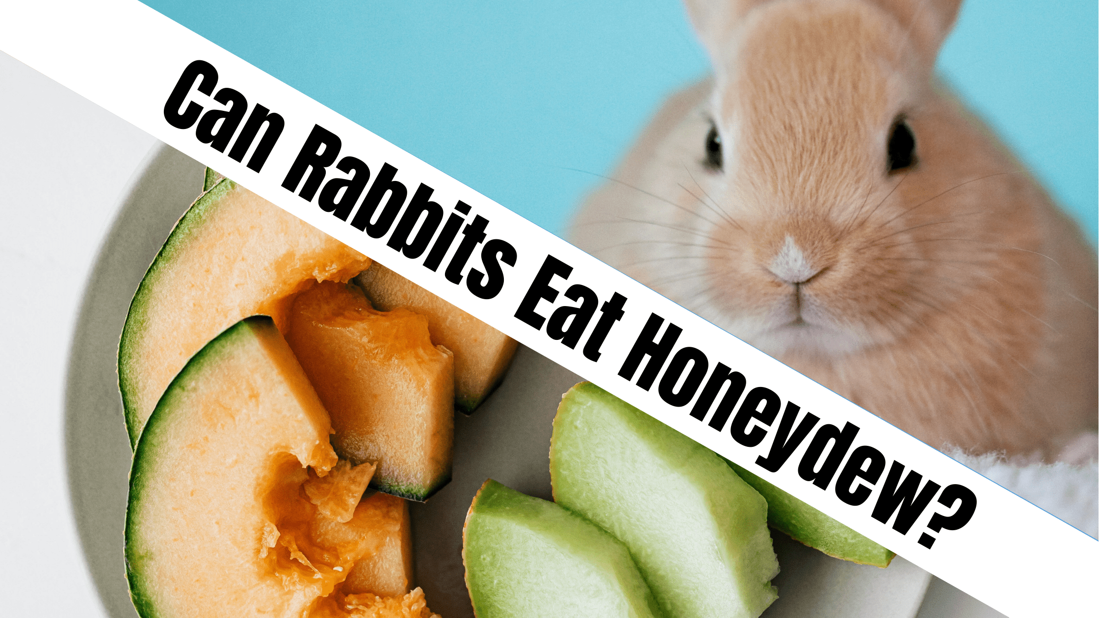 Can Rabbits Eat Honeydew?