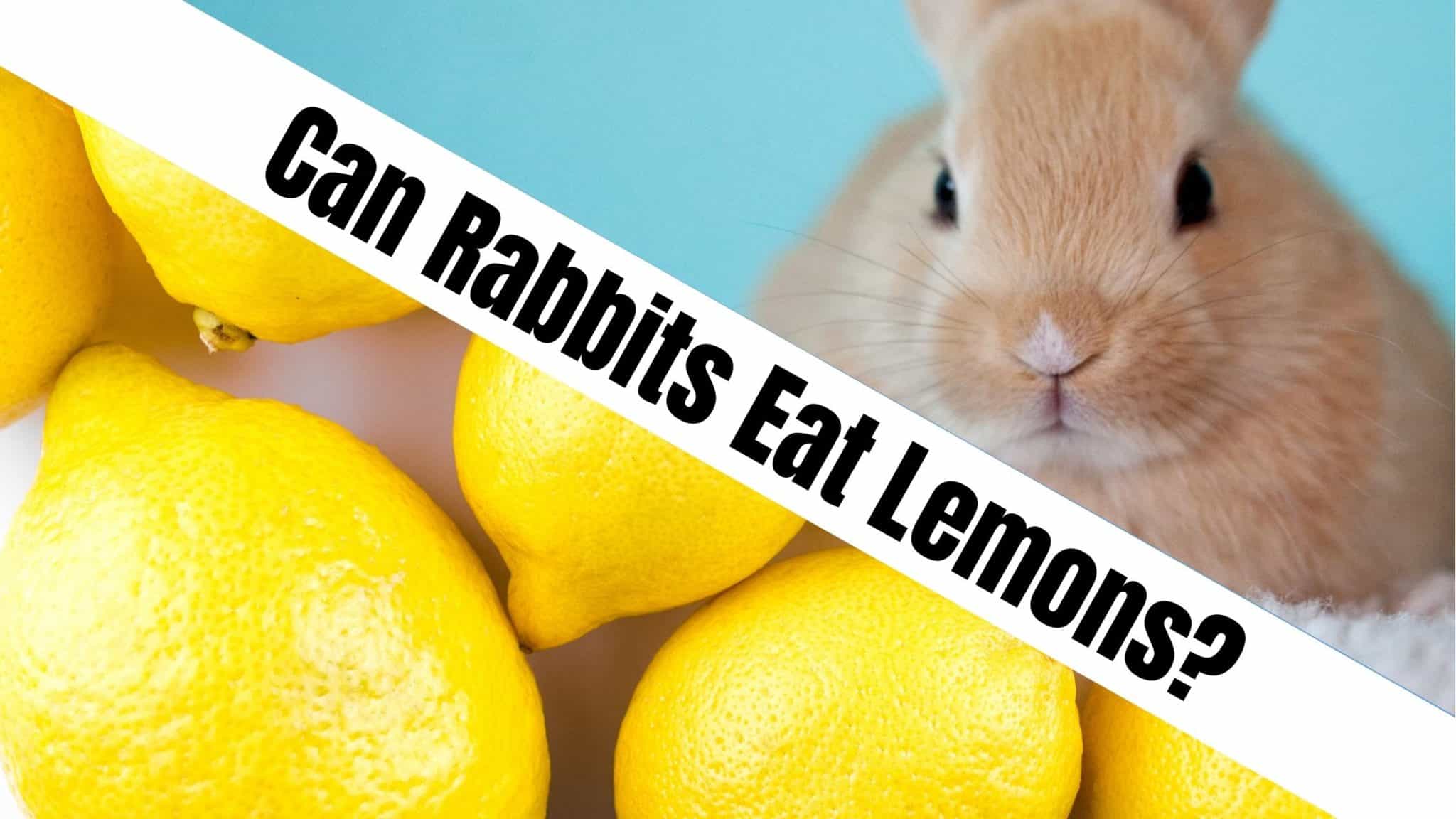 Can Rabbits Eat Lemons? NatureFAQ