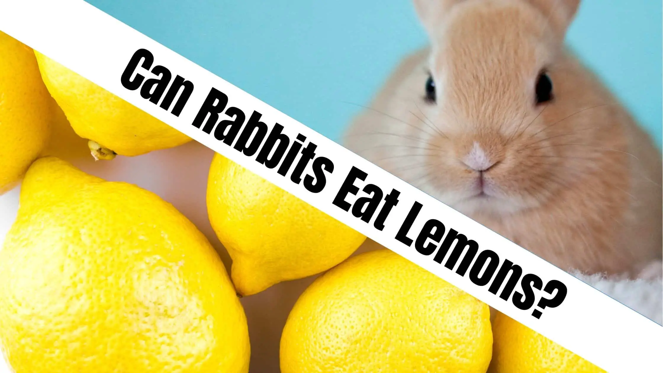 Can Rabbits Eat Lemons?