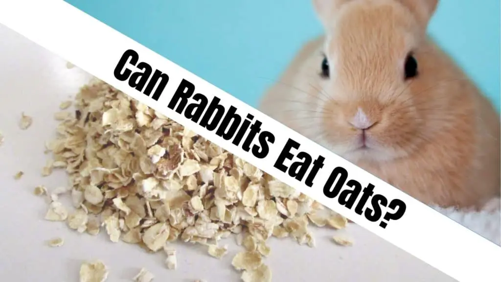 Can Rabbits Eat Oats?