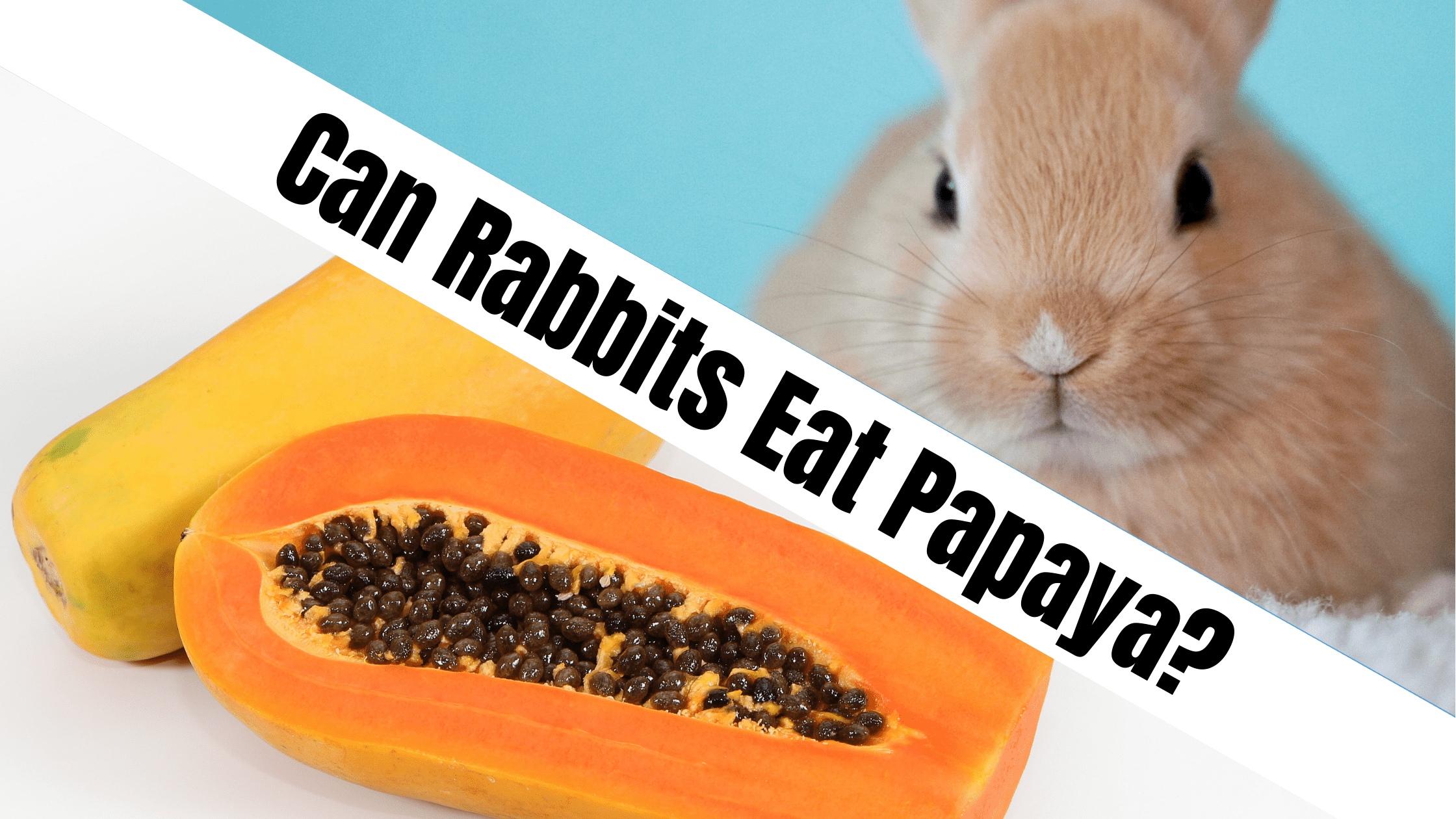Can Rabbits Eat Papaya?