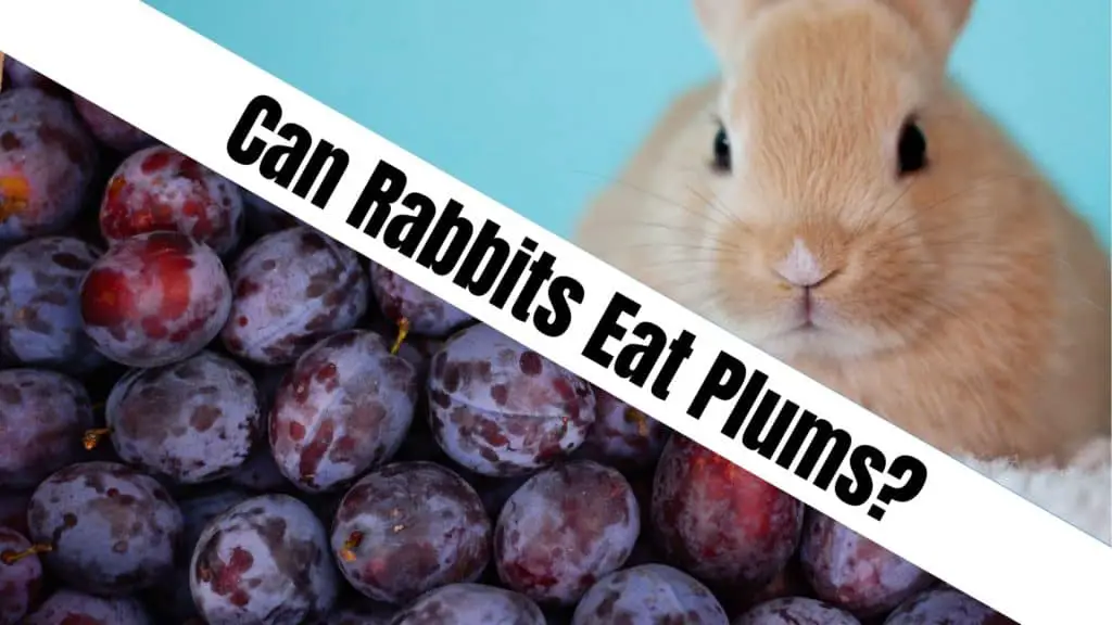 Can Rabbits Eat Plums?