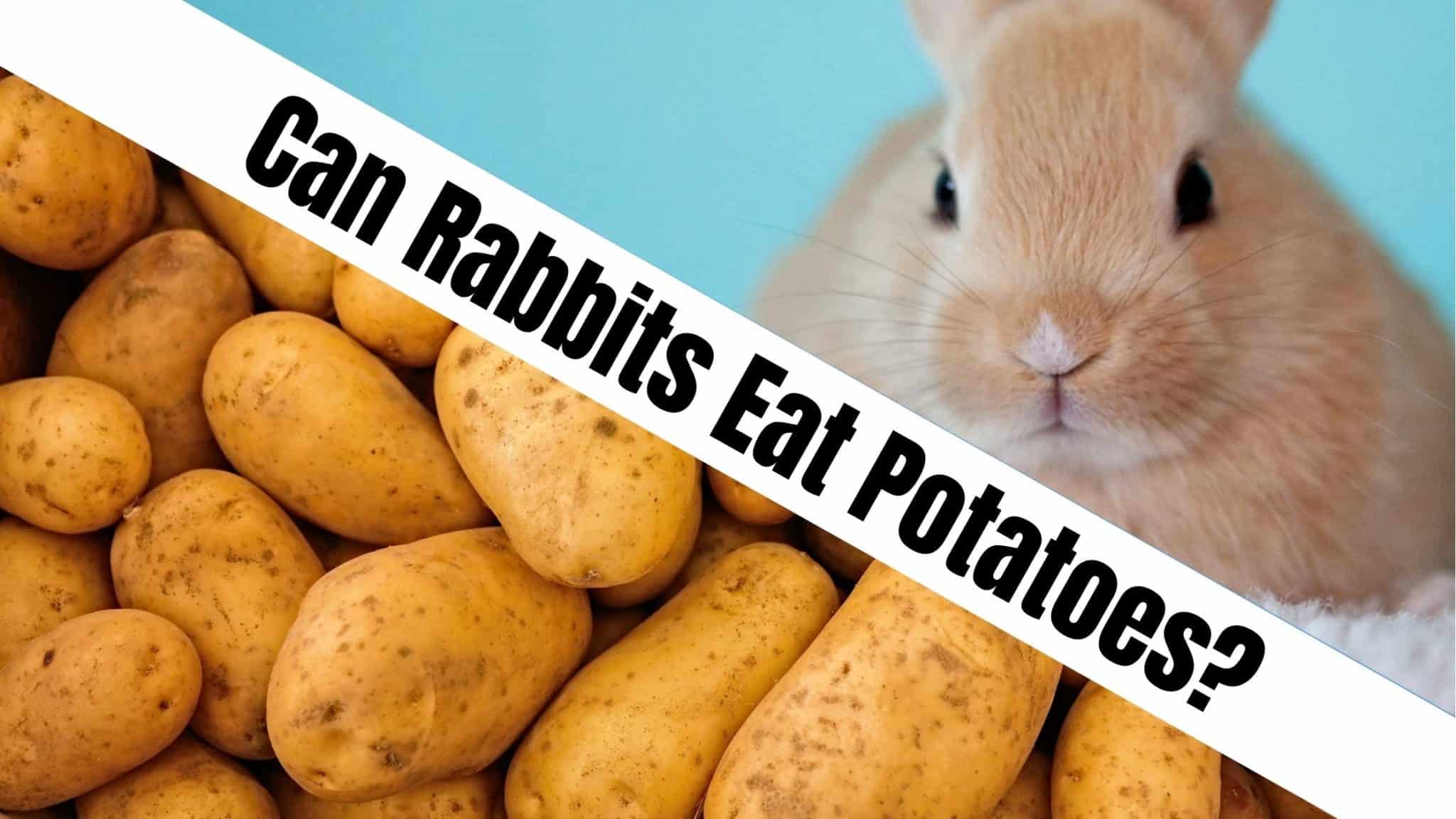 can-rabbits-eat-potatoes-naturefaq