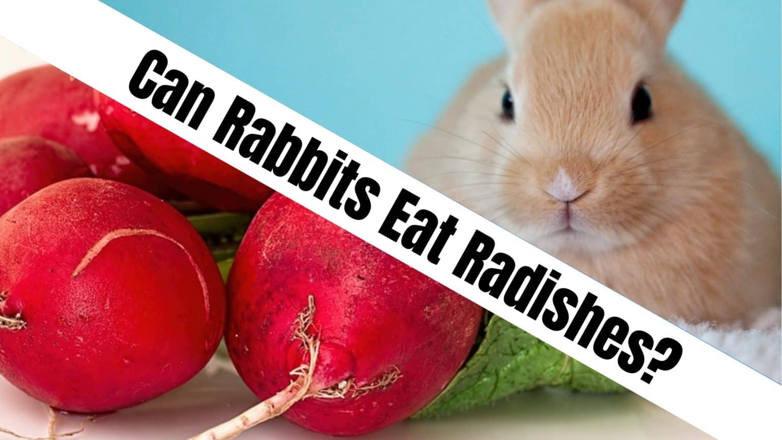 Can Rabbits Eat Radishes? - NatureFAQ