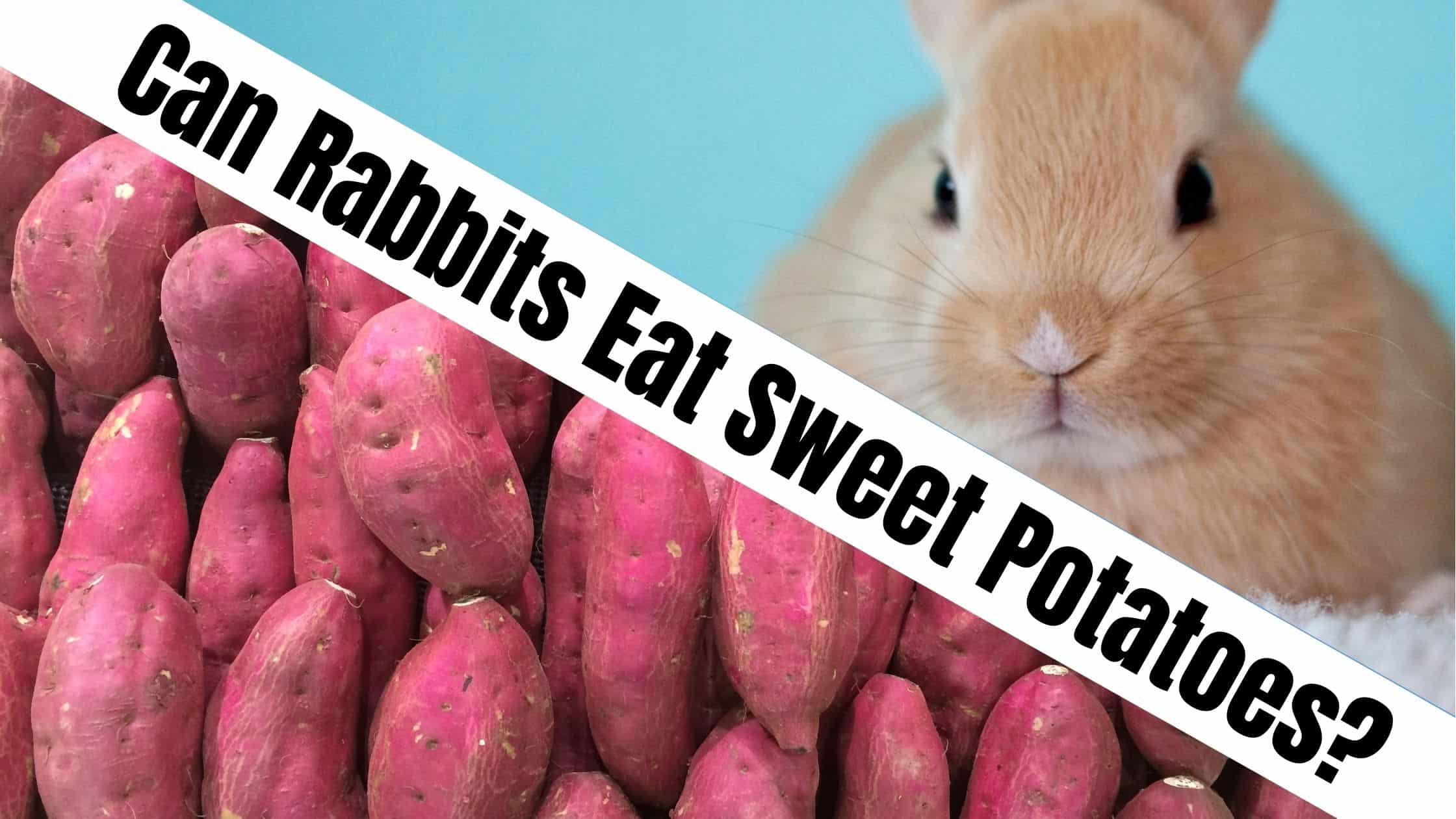 Can Rabbits Eat Sweet Potatoes?