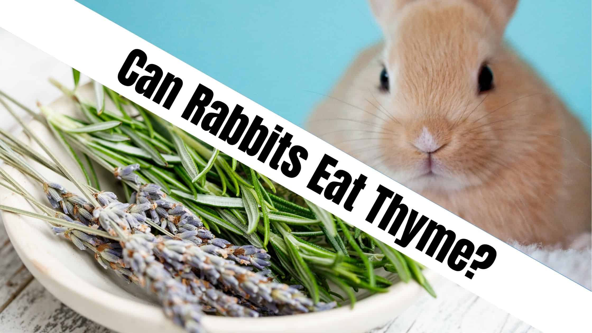 Can Rabbits Eat Thyme?