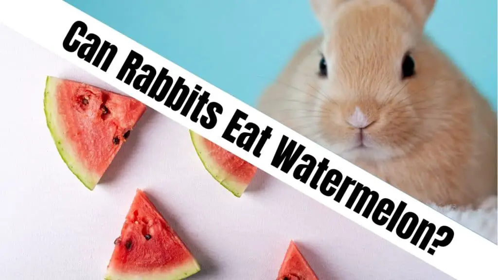 Can rabbits eat watermelon?