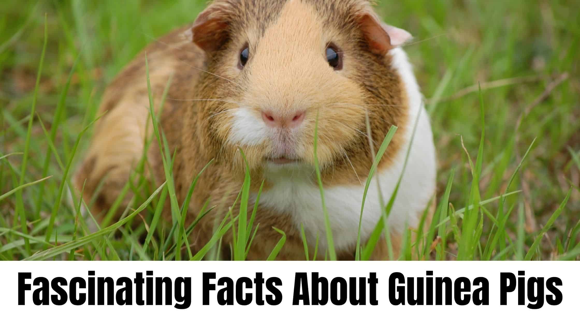 10 Fascinating Facts About Guinea Pigs