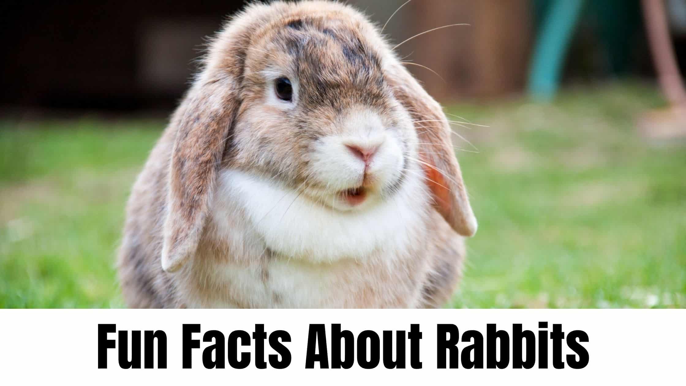 10 Fun Facts About Rabbits!