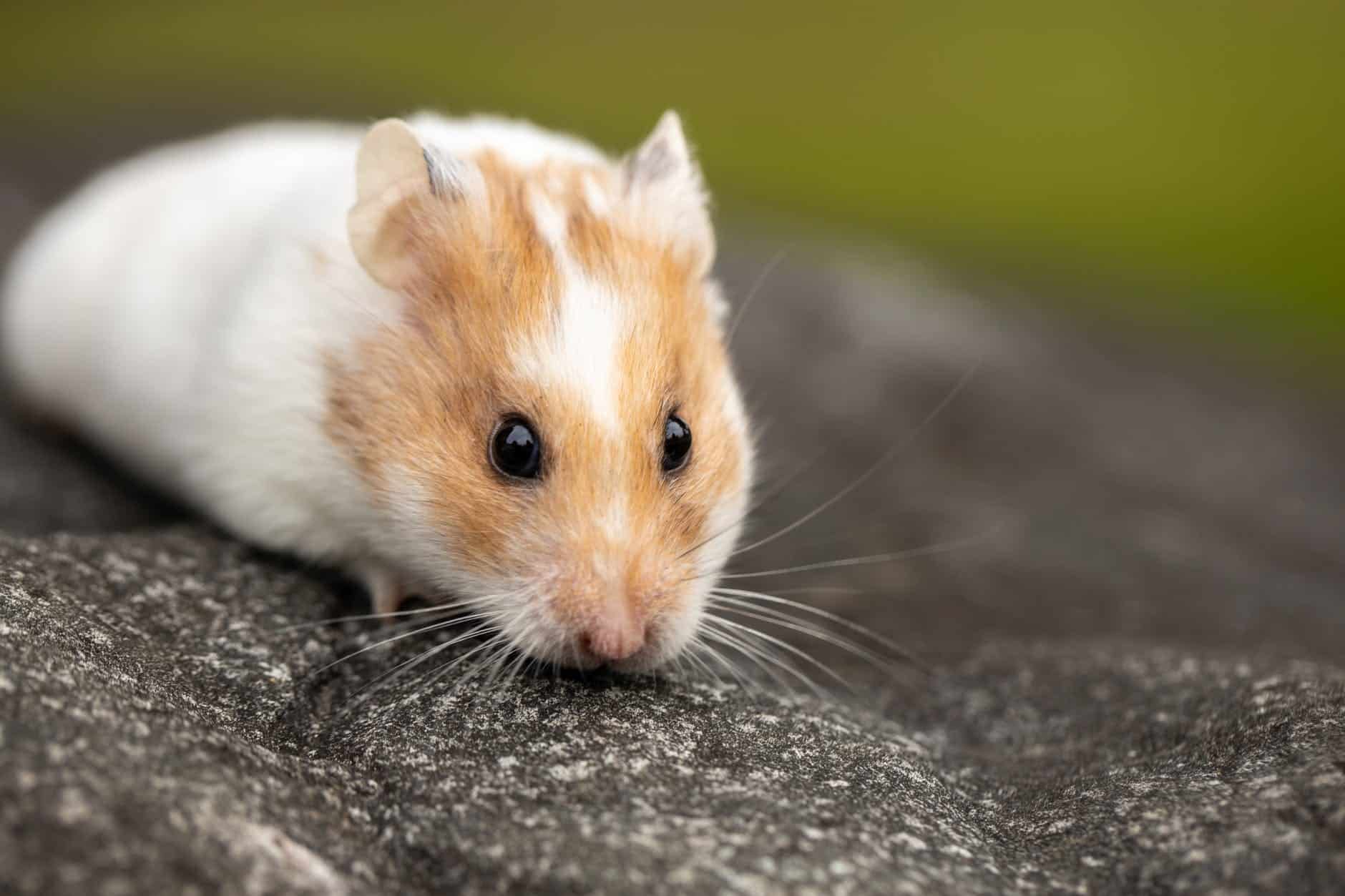 Can Hamsters Eat Bread? NatureFAQ