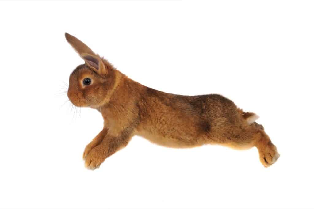 The highest recorded rabbit jump is over 3 feet!