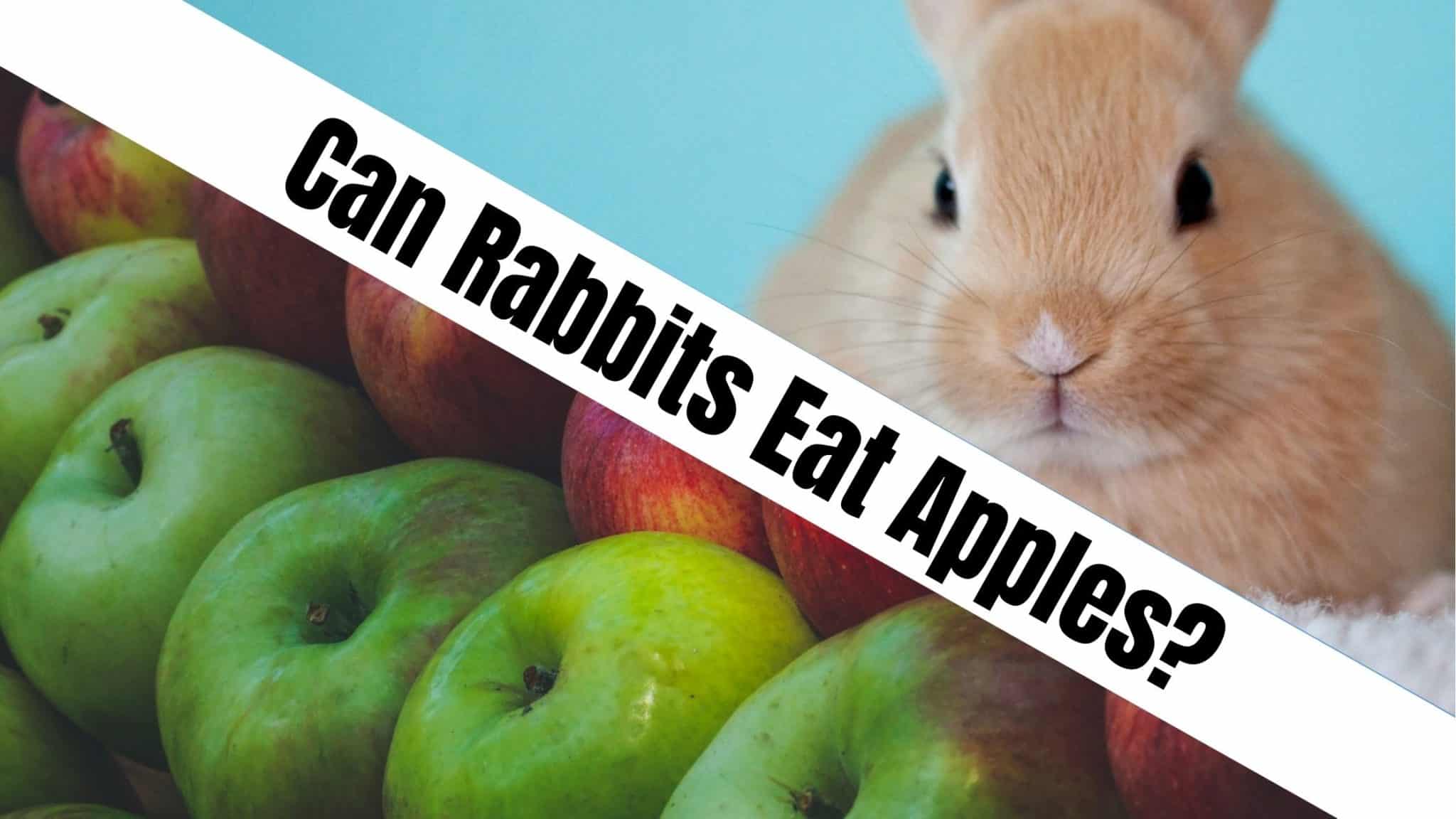 Can Rabbits Eat Apples? - NatureFAQ