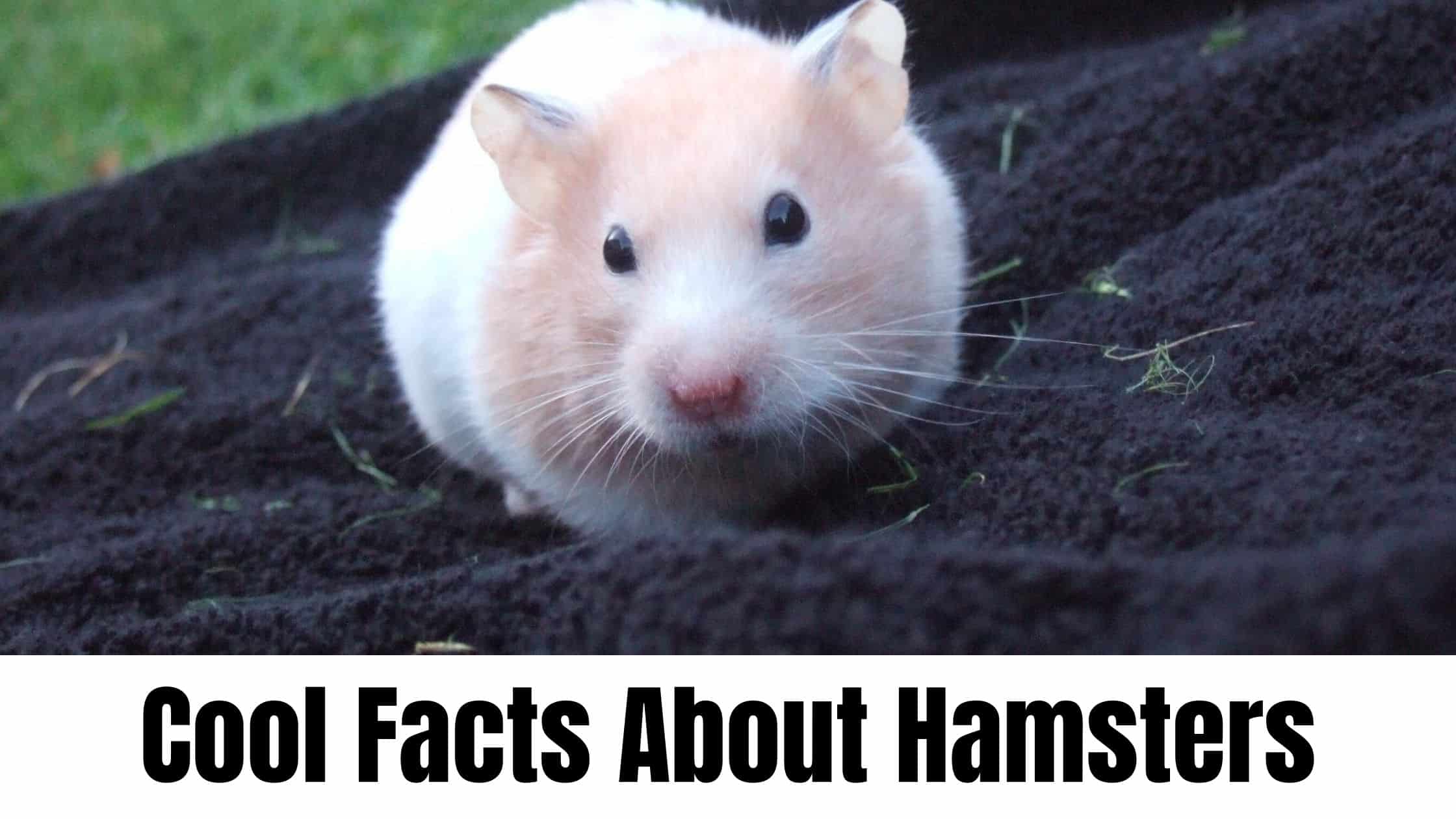 Facts About Hamsters