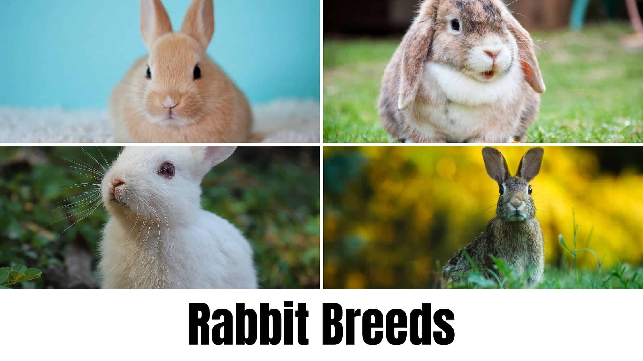 Rabbit Breeds - The 51 Breeds Recognised by ARBA - With Pictures!