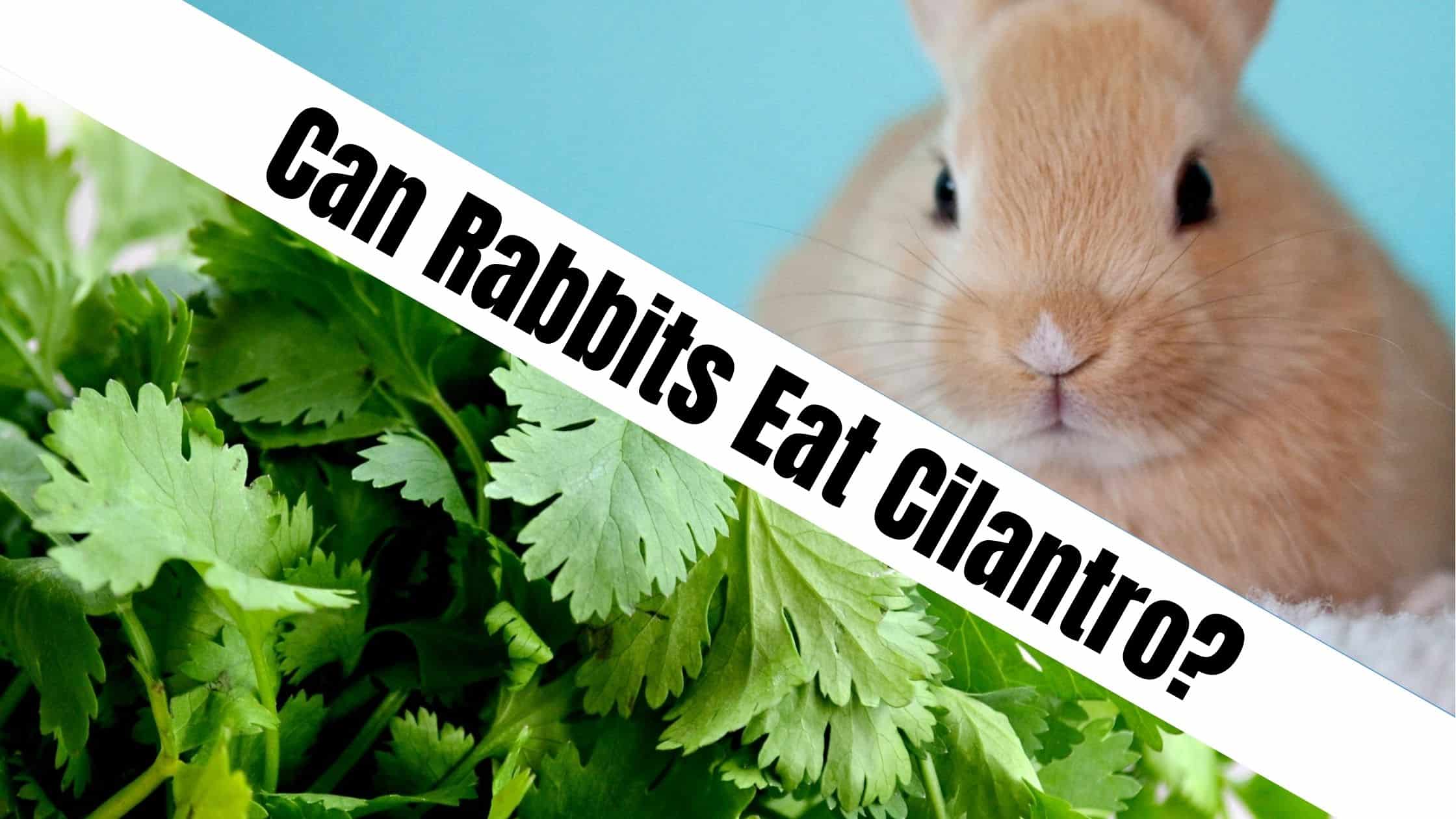 Can rabbits eat cilantro?