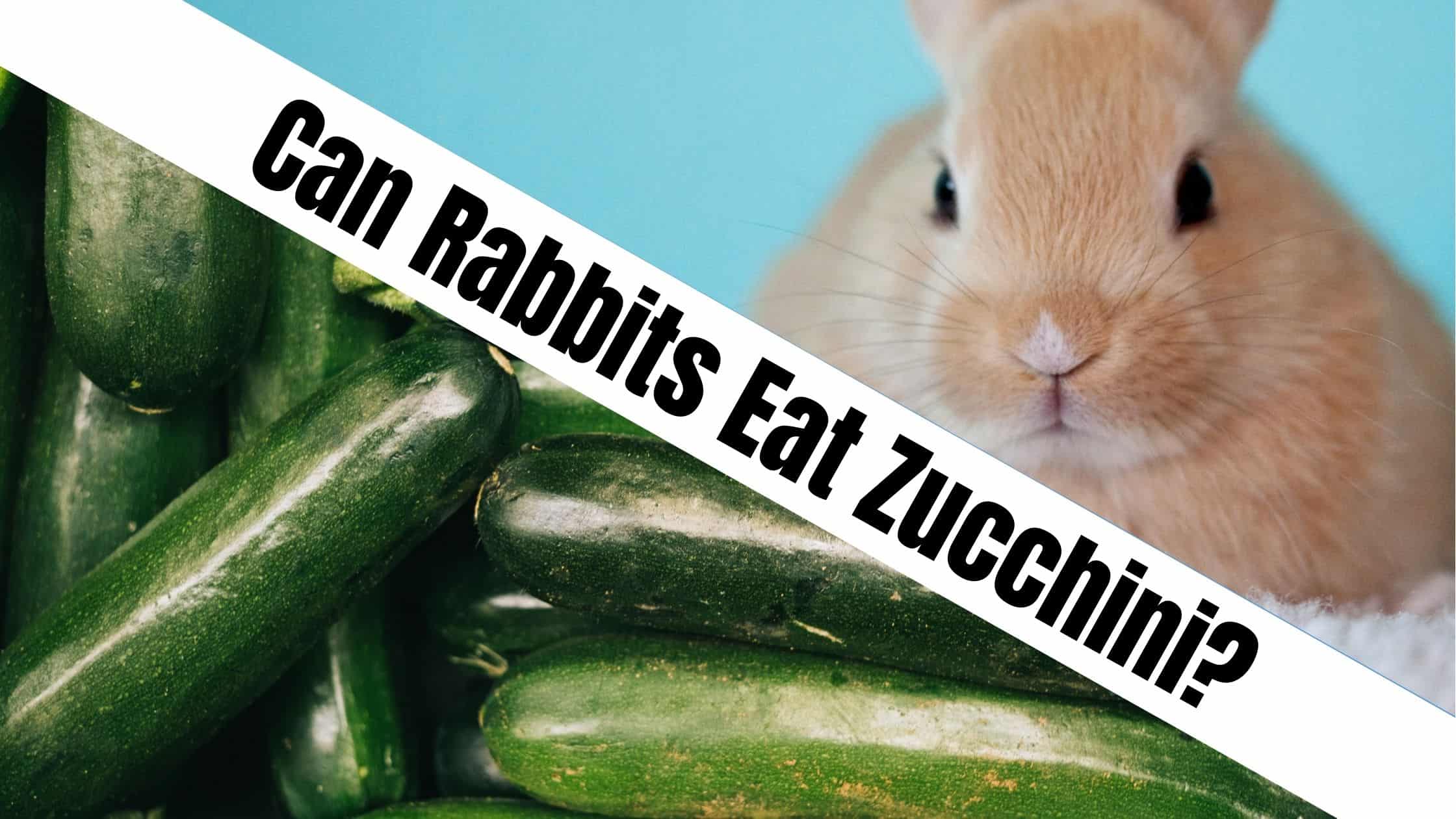 Can Rabbits Eat Zucchini?