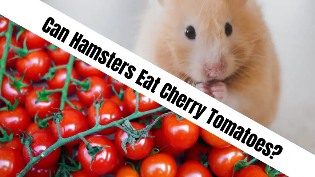 Can Hamsters Eat Cherry Tomatoes?