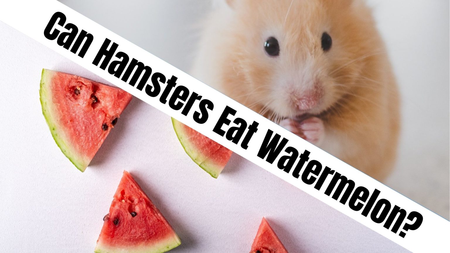 Can Hamsters Eat Watermelon? Let's Find Out!