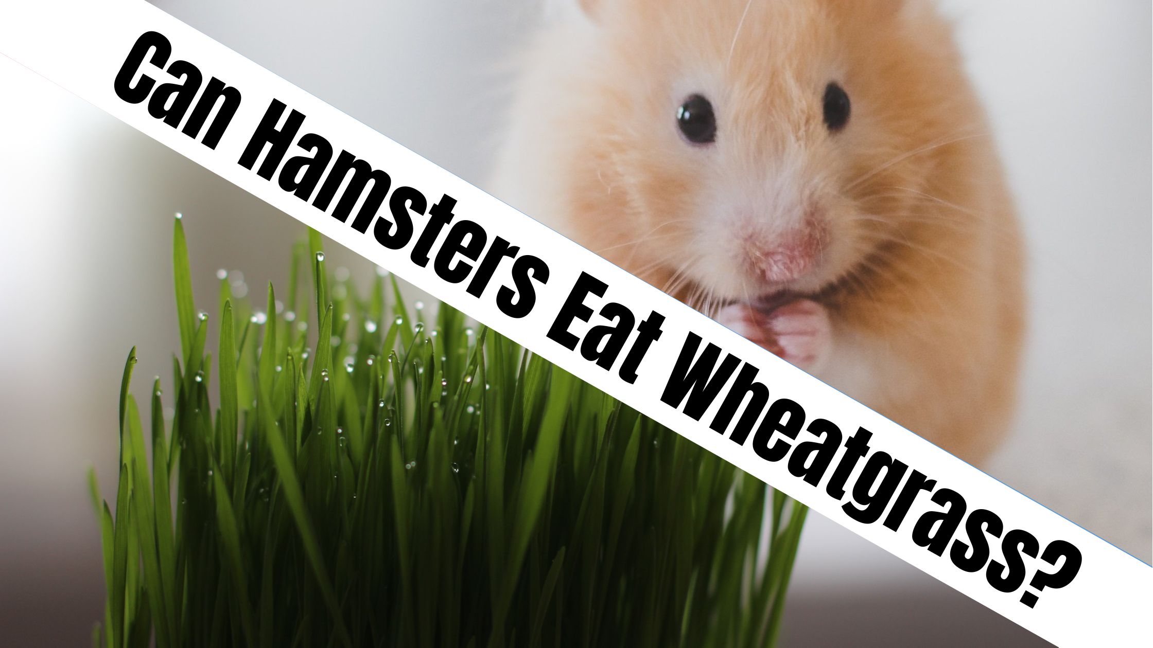Can Hamsters Eat Wheatgrass?