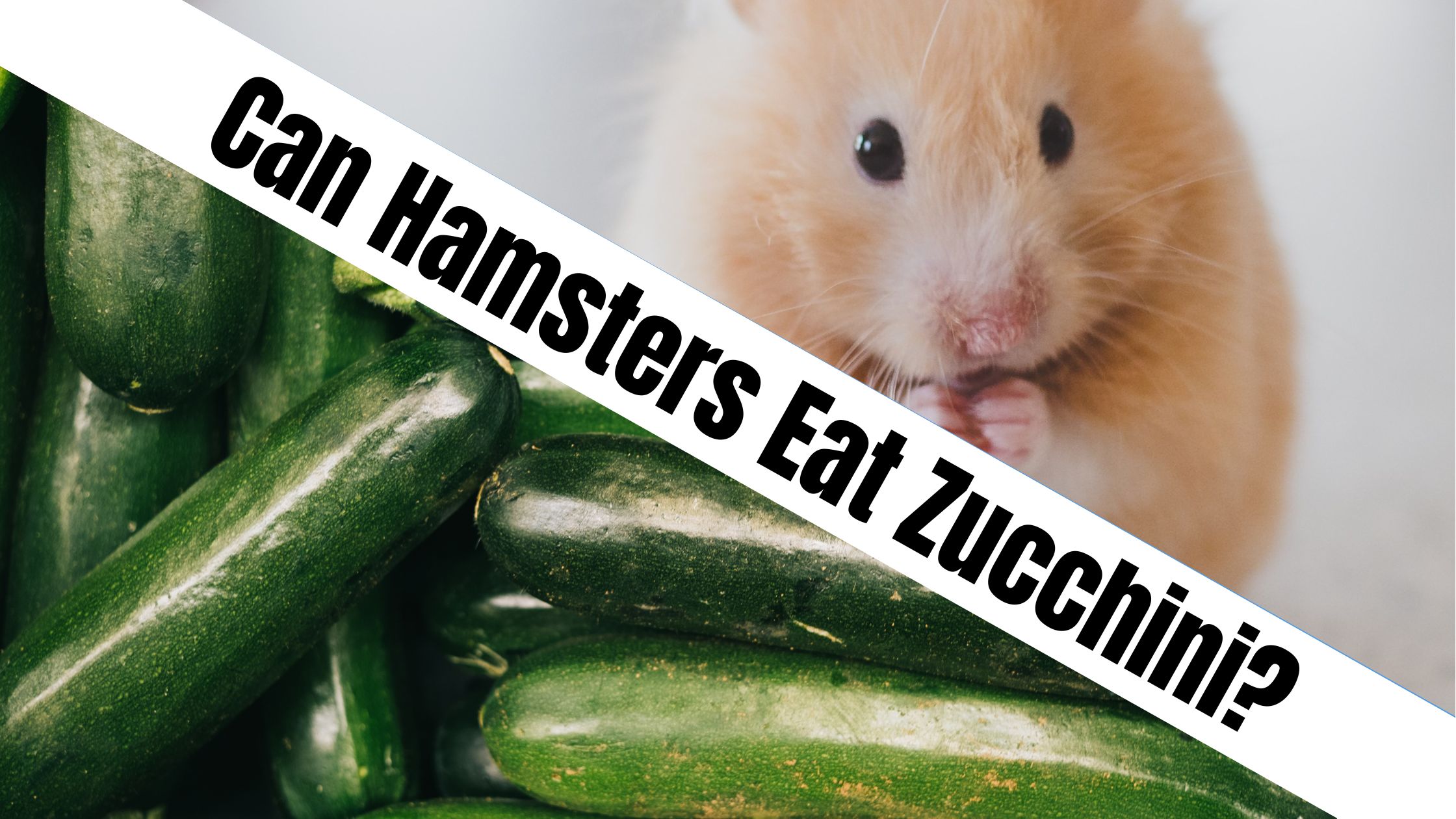 Can Hamsters Eat Zucchini?