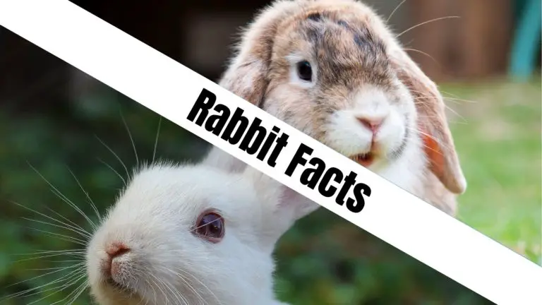 Rabbit Facts - NatureFAQ