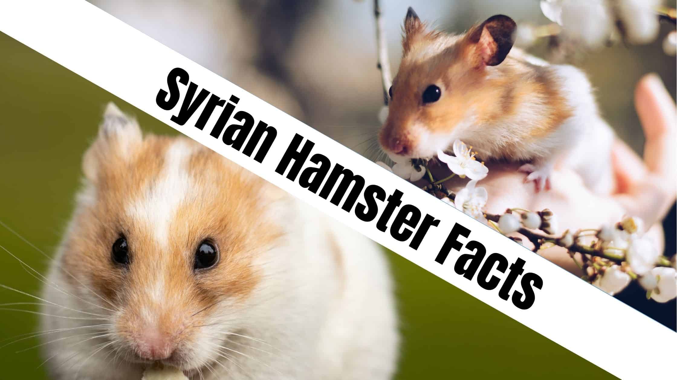 Syrian Hamster Facts: 22 Fun Facts About Syrian Hamsters!